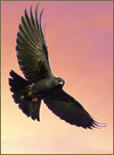 Munin, der zweite Rabe Odins